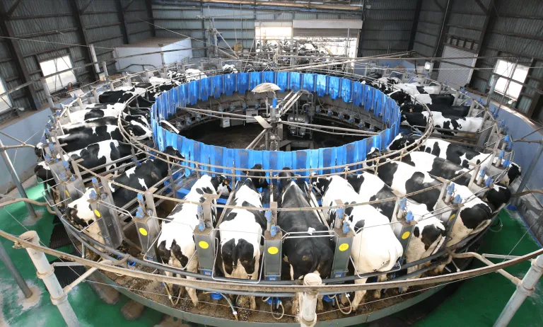 plant-based-news-dairy-industry-animal-welfare.webp