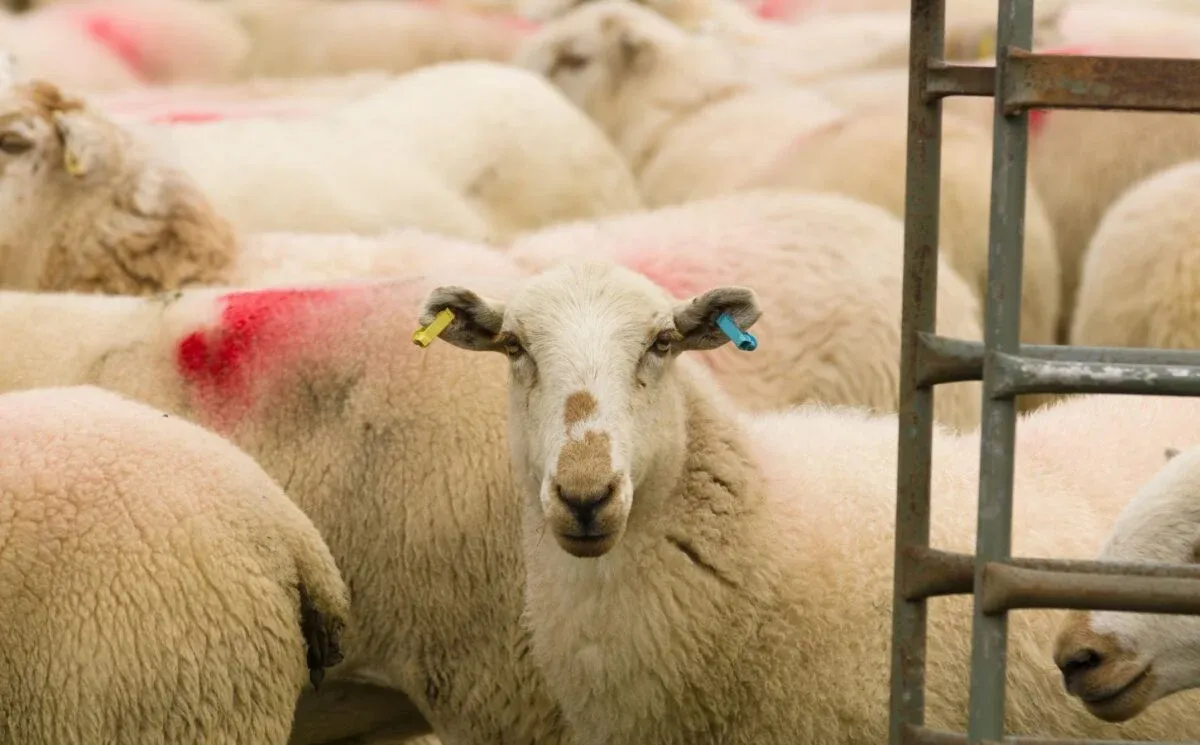 plant-based-news-sheep-live-export-ban-1200x745.webp